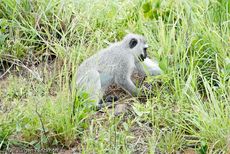 Grüne Meerkatzen (15 von 67).jpg